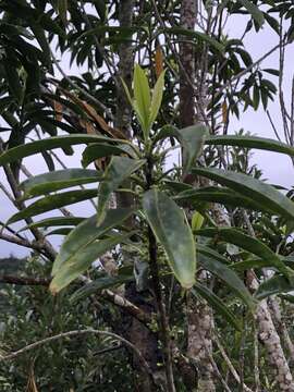 Image of Symplocos wikstroemiifolia Hayata