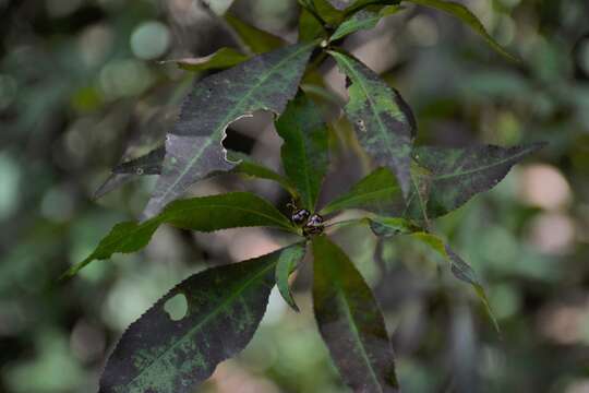 Image of Stillingia acutifolia (Benth.) Benth. & Hook. fil. ex Hemsl.