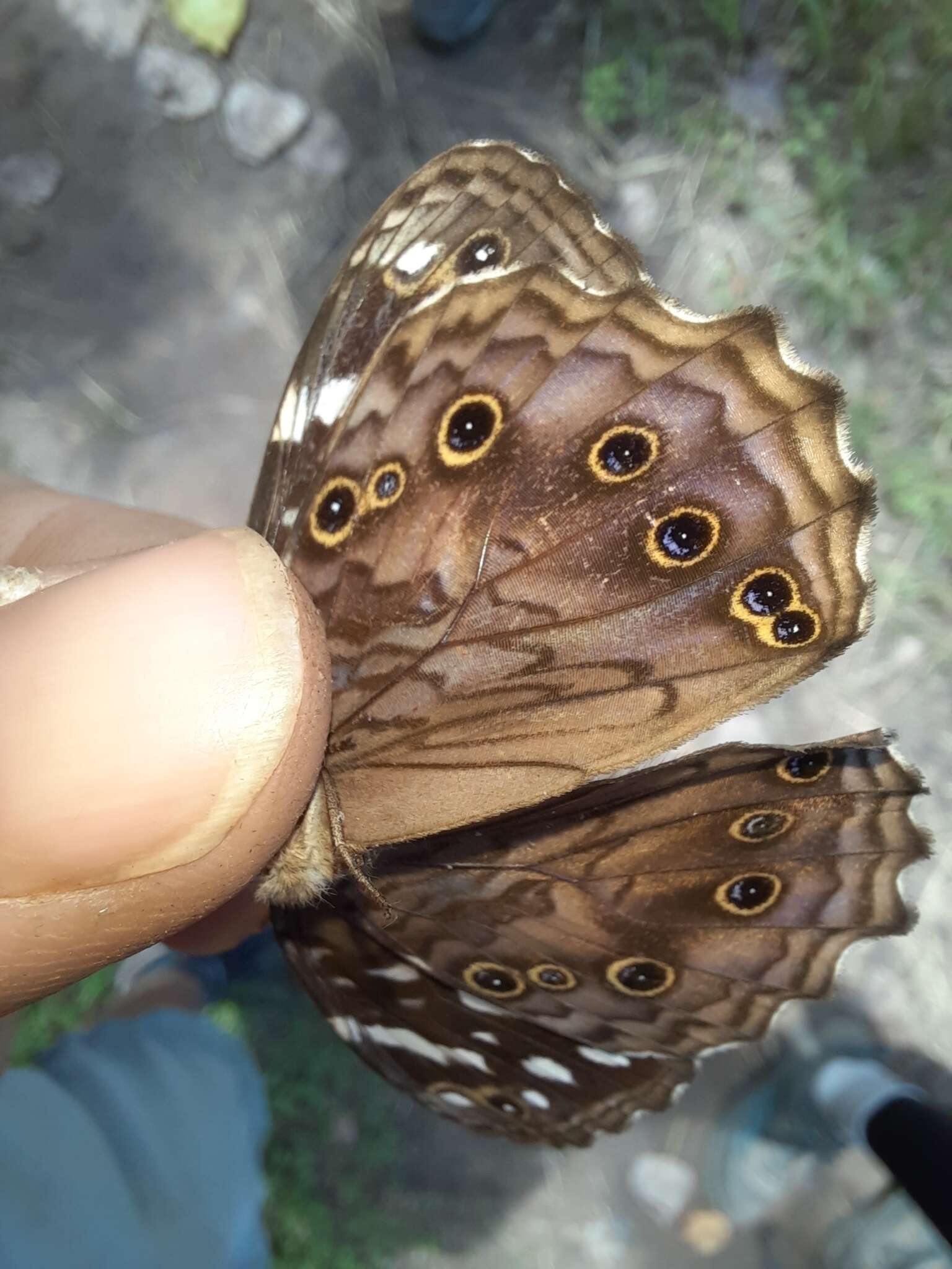 Imagem de Paralethe dendrophilus albina van Son 1955