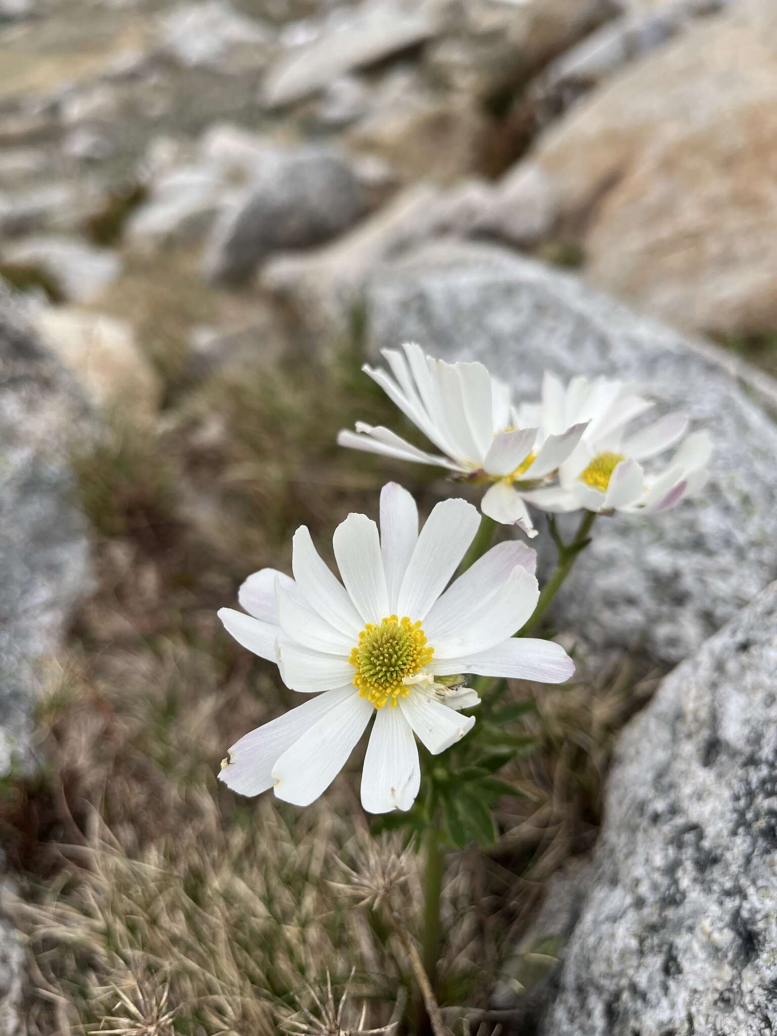 Imagem de Ranunculus anemoneus F. Müll.