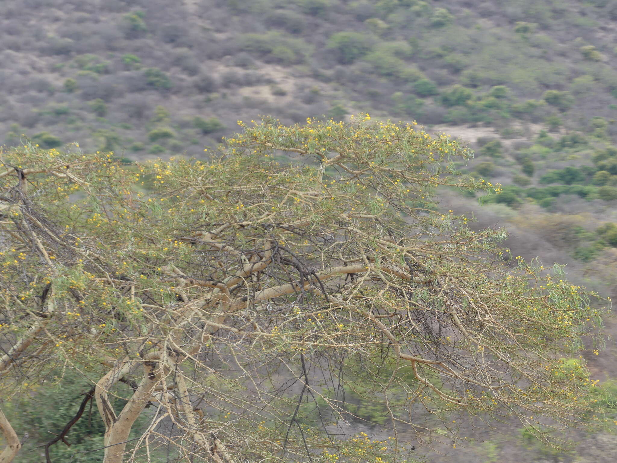 Слика од Vachellia seyal (Delile) P. J. H. Hurter