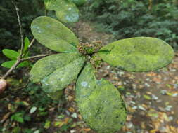 Daphniphyllum glaucescens Bl. resmi