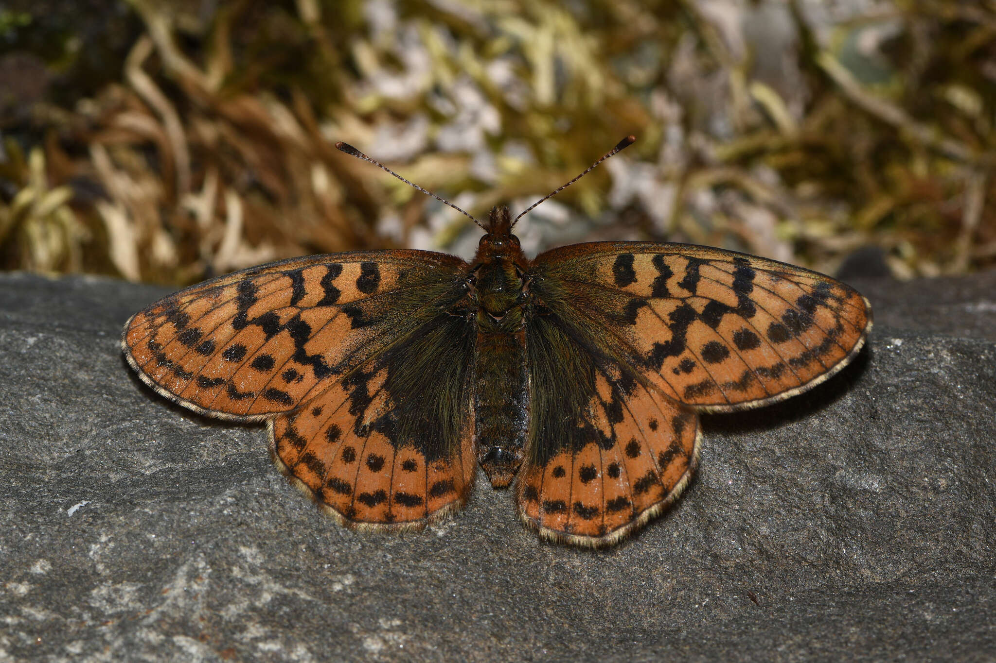 Plancia ëd Boloria frigga gibsoni (W. Barnes & McDunnough 1926)