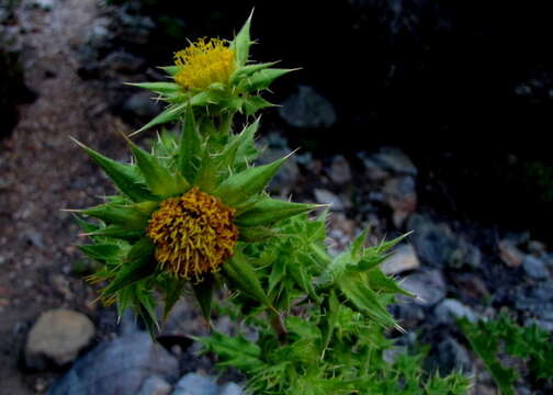 Image of Berkheya onobromoides (DC.) O. Hoffm. & Muschl.