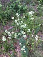 <i>Eupatorium <i>rotundifolium</i></i> var. rotundifolium的圖片