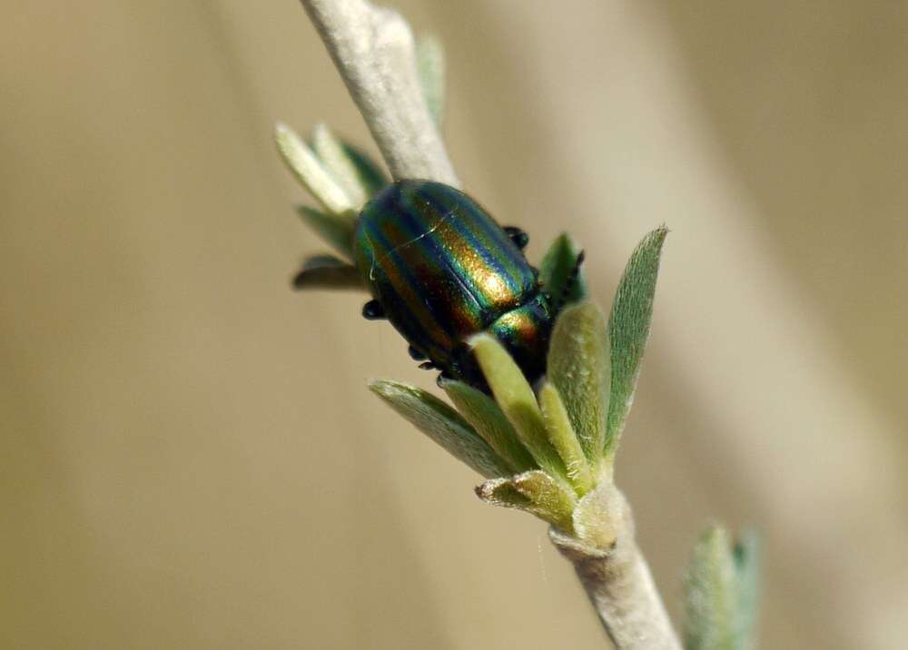 Image of Chrysolina cerealis (Linnaeus 1767)