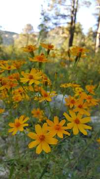 Image of Lemmon's marigold