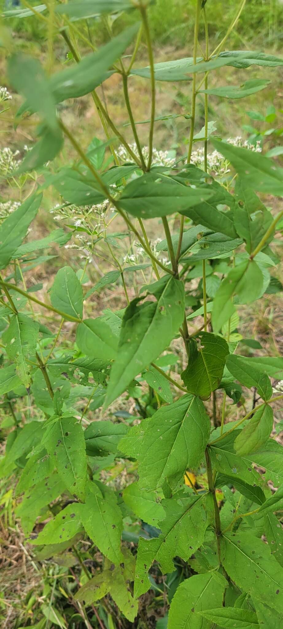 Image of Godfrey's thoroughwort