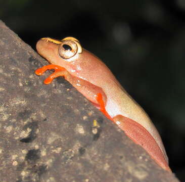 Image of Argus Reed Frog