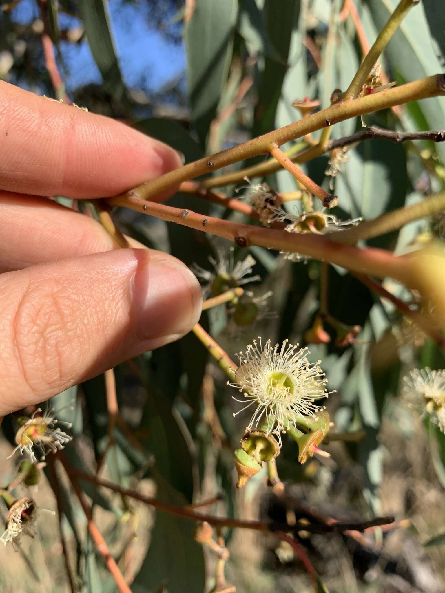 صورة Eucalyptus macrorhyncha F. Müll.