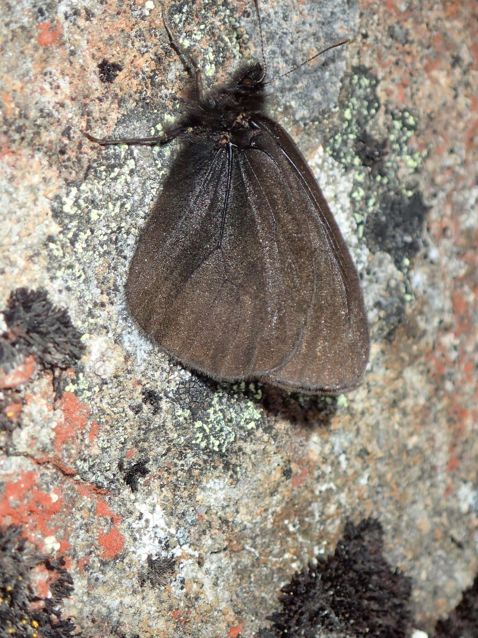 Image de Erebia mackinleyensis Gunder 1932