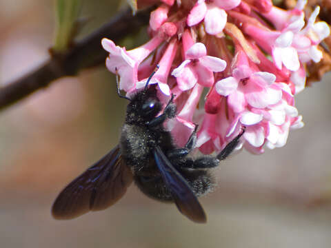 Imagem de Xylocopa violacea (Linnaeus 1758)