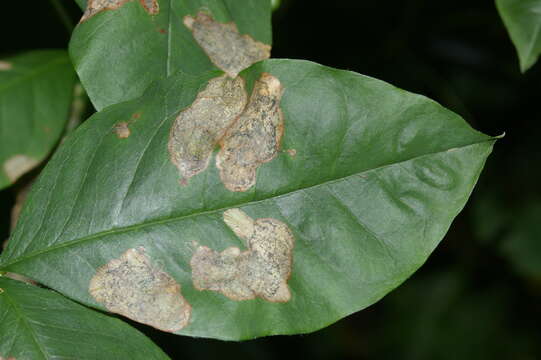 Imagem de Leucoptera laburnella Stainton