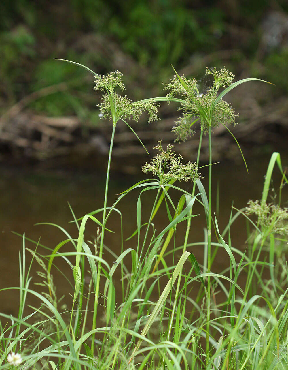 Image of Scirpus radicans Schkuhr