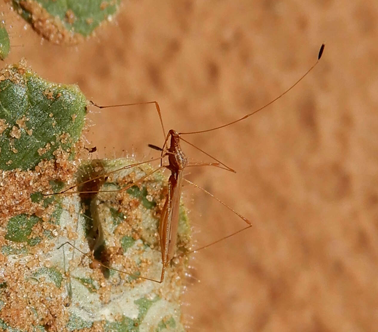 Image of Spined Stilt Bug