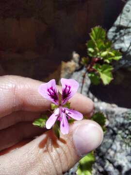 Image of Pelargonium sublignosum Knuth