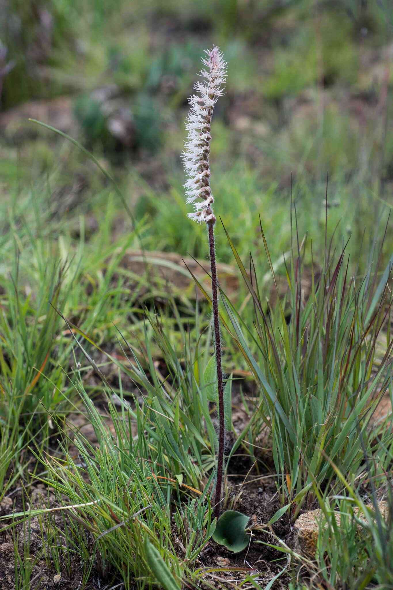 Image of Holothrix scopularia Rchb. fil.