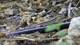 Image of Desert Grassland Whiptail