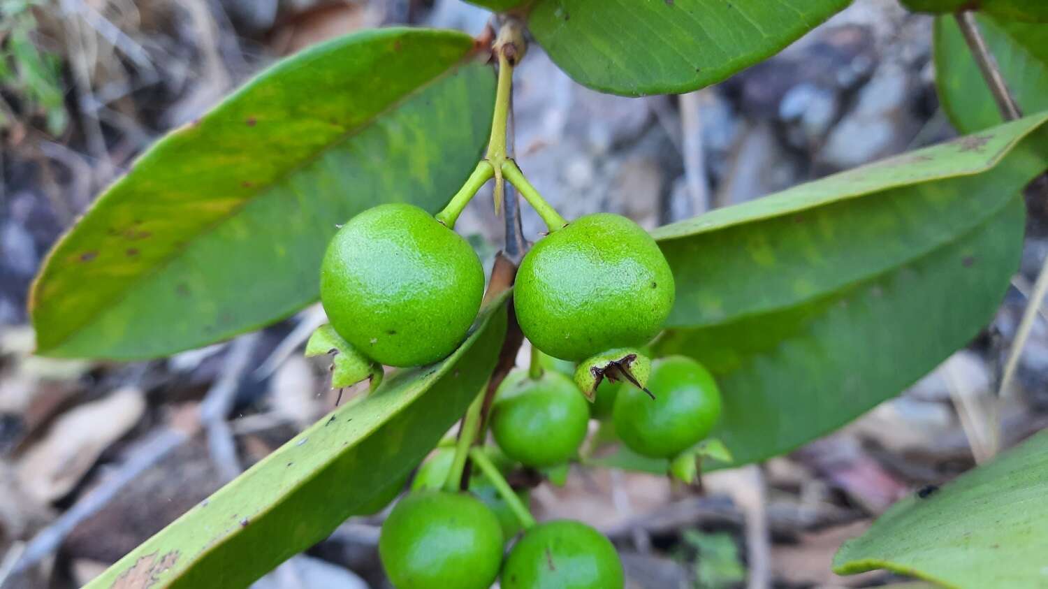 Image of Psidium firmum Berg