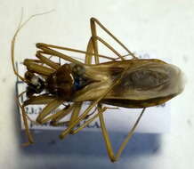 Image of Reduvius testaceus (Herrich-Schaeffer 1848)