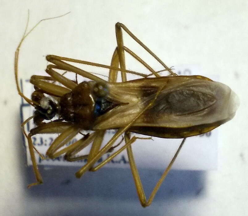 Image of Reduvius testaceus (Herrich-Schaeffer 1848)