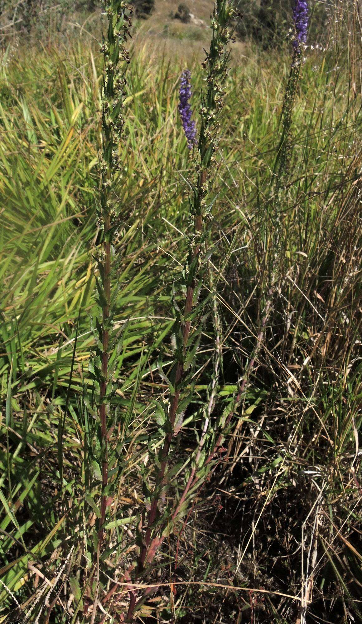 Imagem de Lobelia fenestralis Cav.