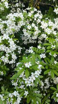 Image of Mexican Orange Blossom