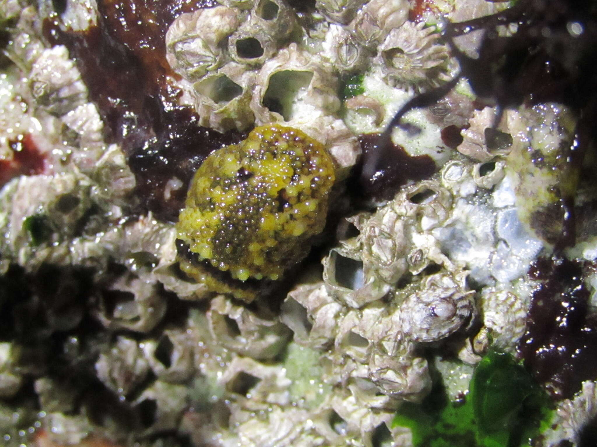 Image of barnacle-eating onchidoris