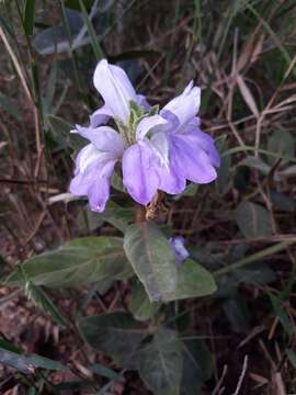 Image de Justicia chrysotrichoma Pohl ex Nees