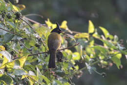 Image of Black-crested Bulbul