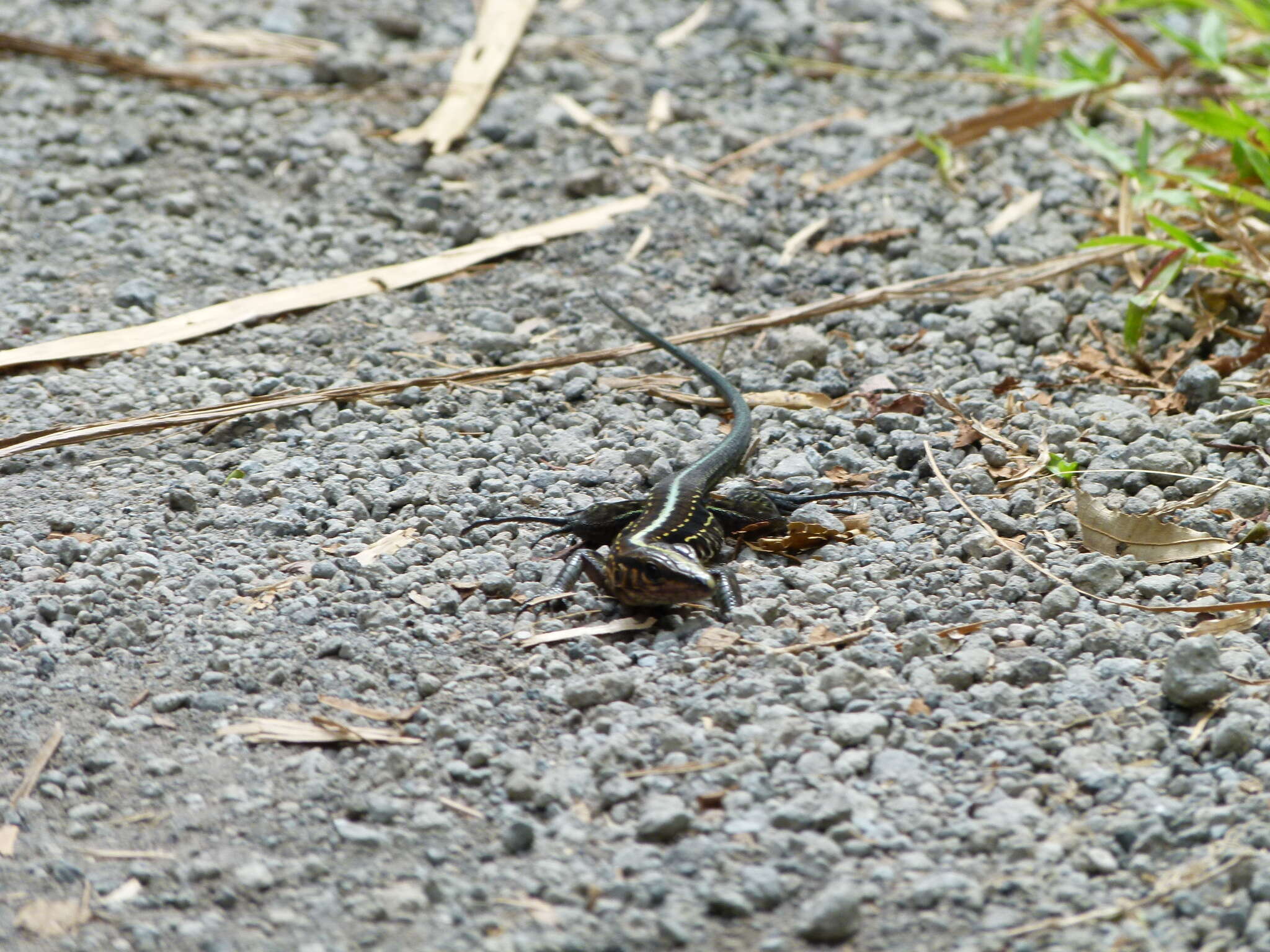 Image of Ameiva Lizard