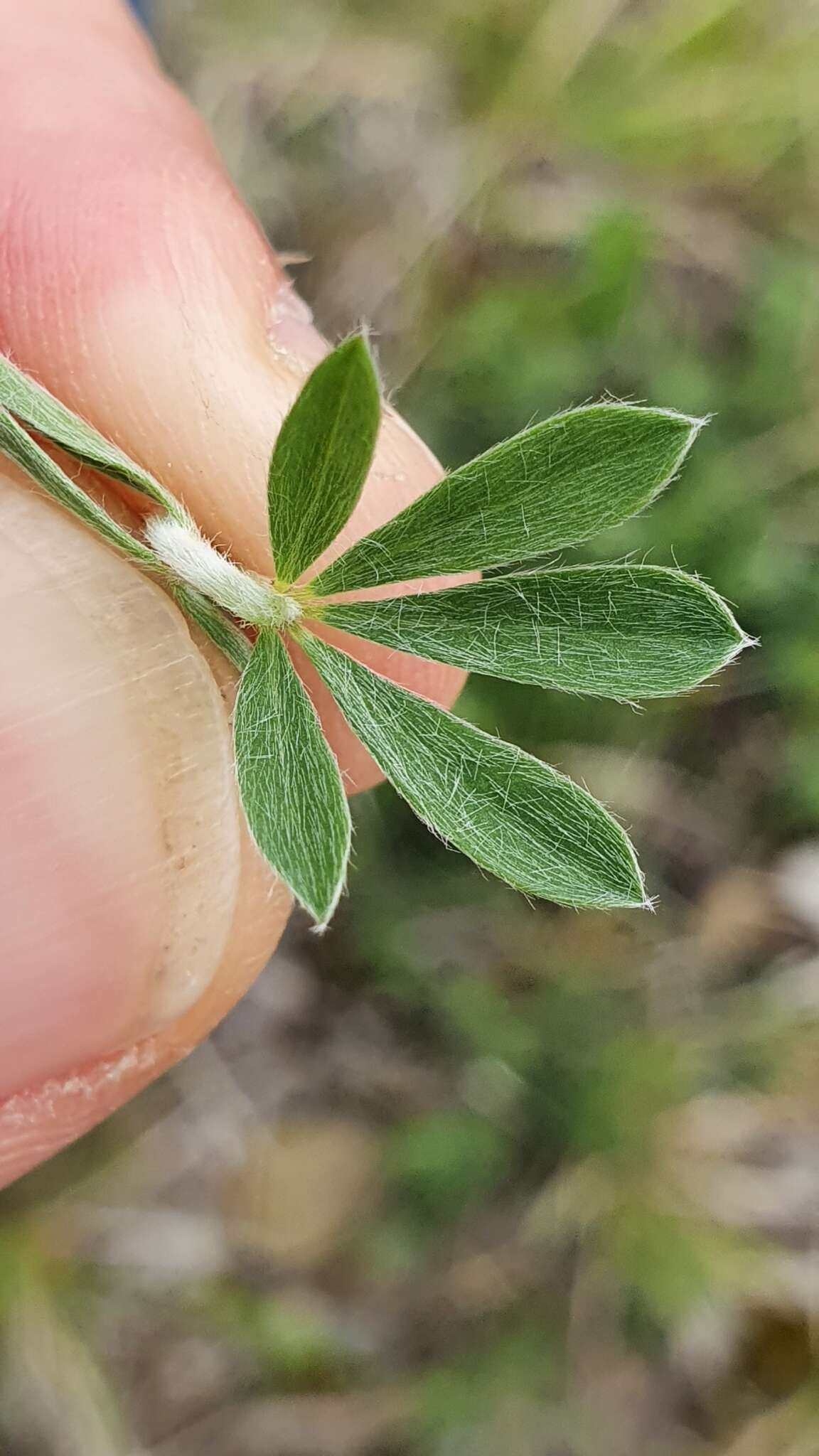 Plancia ëd <i>Lotus germanicus</i>