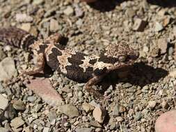 Image of Rough Thick-toed Gecko