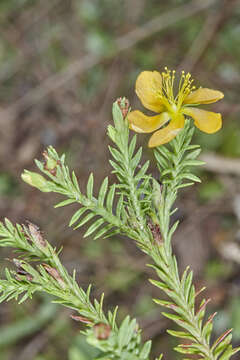 Image of Hypericum arbuscula Standl. & Steyerm.