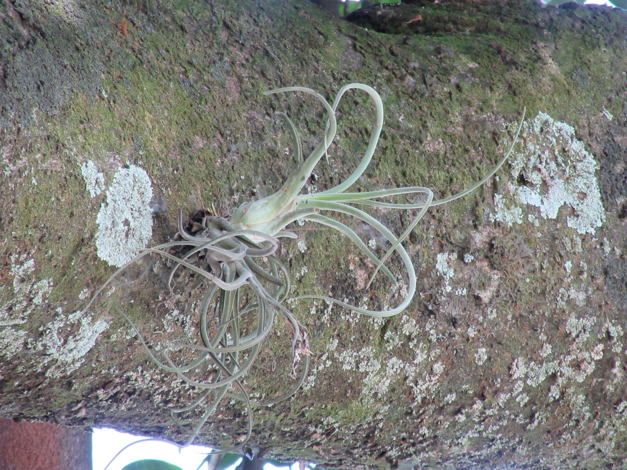 Image de Tillandsia caput-medusae É. Morren