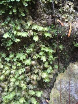 Image of sharpleaf hookeria moss