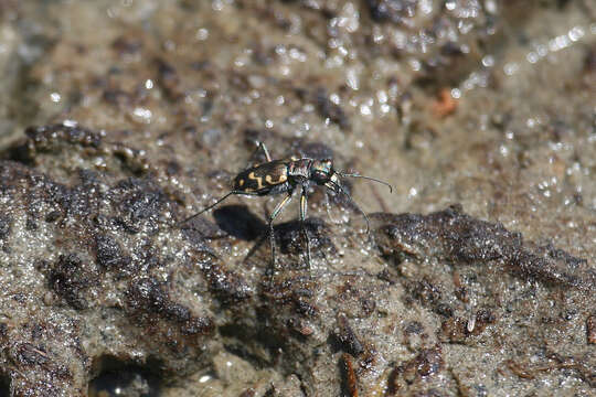 Image of Cicindela (Cicindelidia) hemorrhagica Le Conte 1851