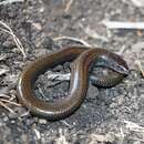 Image of Five-clawed Worm-skink