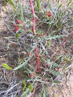 Слика од Oenothera pallida subsp. trichocalyx (Nutt. ex Torr. & Gray) Munz & W. Klein