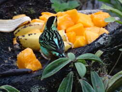 Image of Golden-eared Tanager