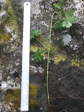 Image of Solander's geranium