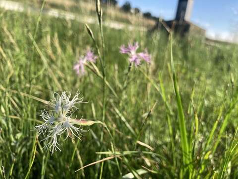 Image of Dianthus superbus subsp. superbus