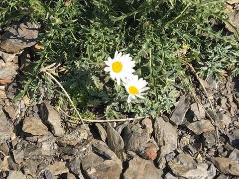 Слика од Leucanthemopsis