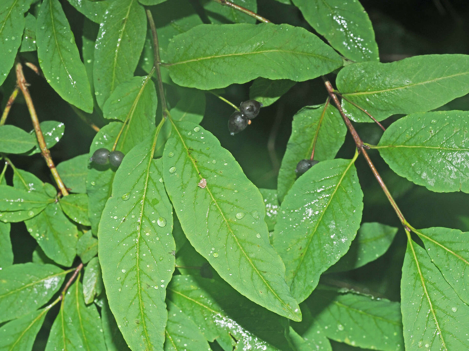 Lonicera nigra L. resmi