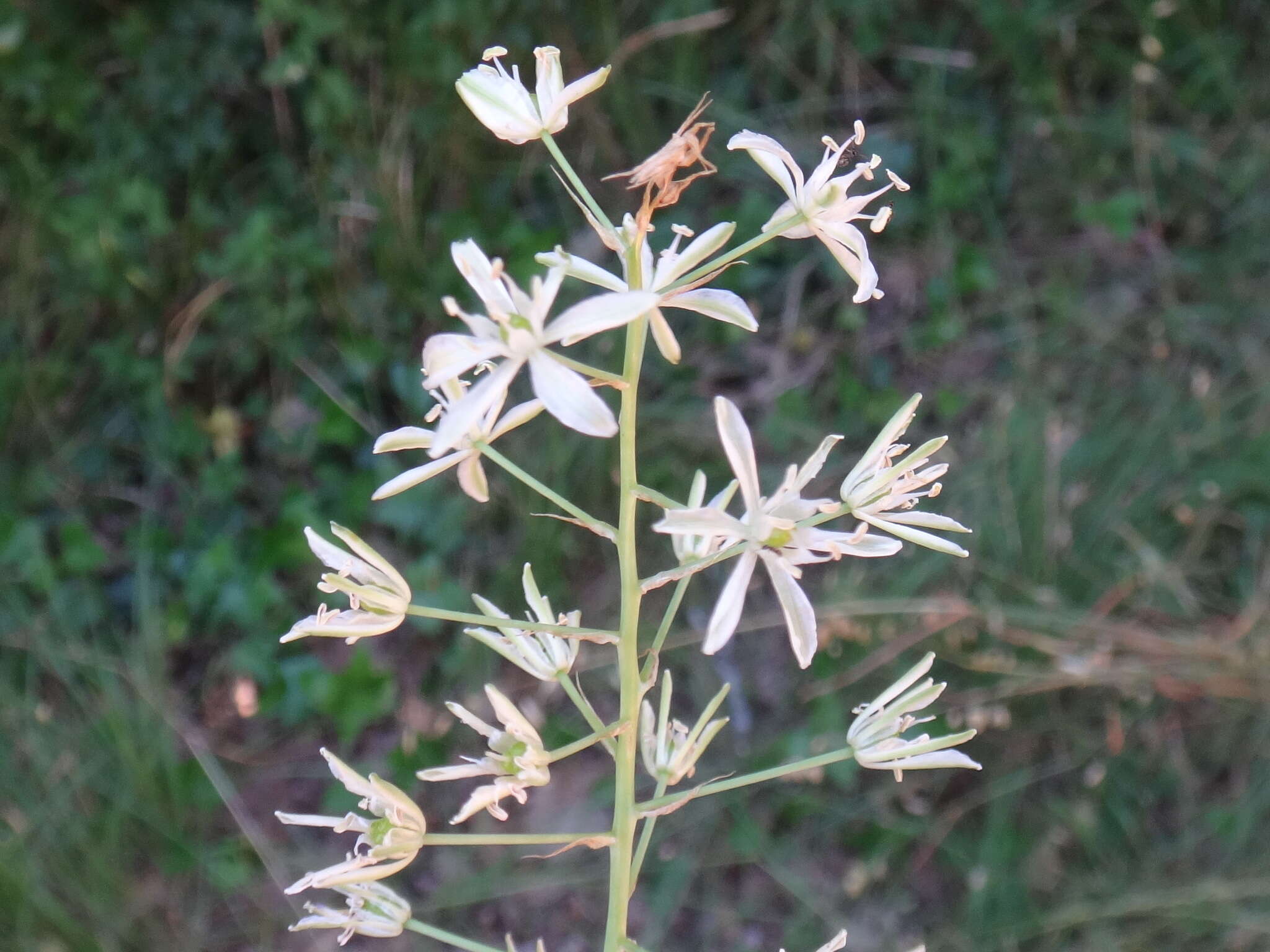 Image of Ornithogalum sphaerocarpum A. Kern.