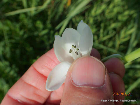 Image of Ornithogalum candicans (Baker) J. C. Manning & Goldblatt