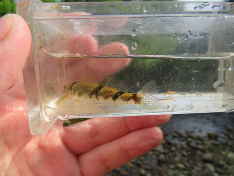 Image of Blenny Darter