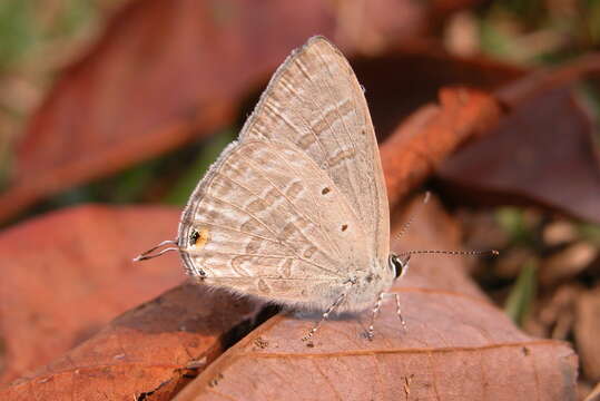 Imagem de Catochrysops