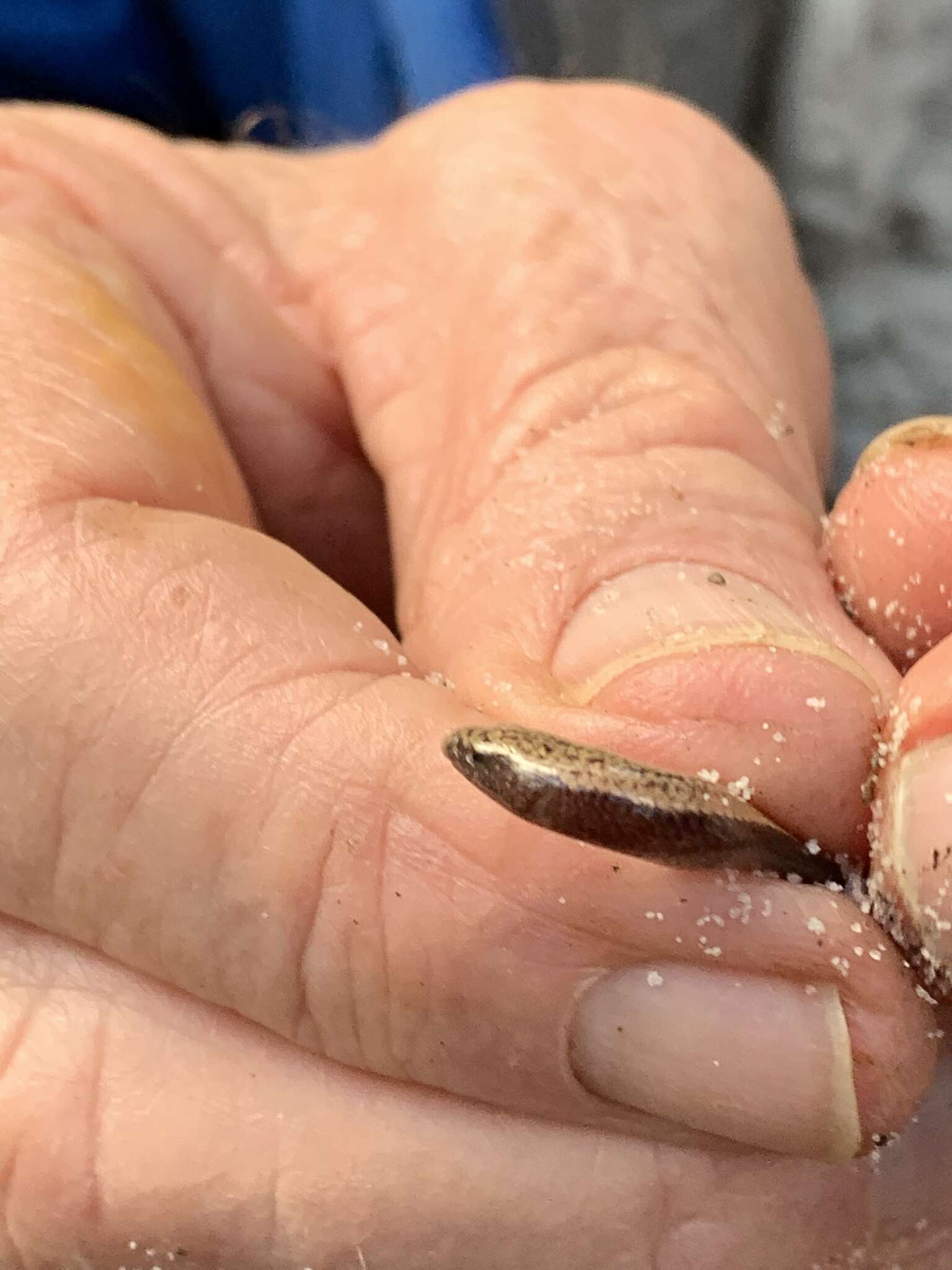 Image of Cooloola Snake-skink