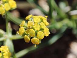 Bupleurum ranunculoides subsp. ranunculoides resmi